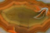 Colorful, Polished Condor Agate Section - Argentina #145534-1